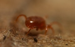Pergamasus