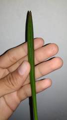 Rhizophoraceae