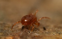 Pergamasus