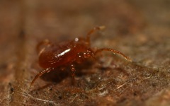 Pergamasus