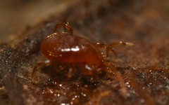 Pergamasus