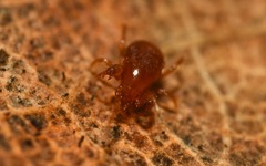 Pergamasus