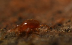 Pergamasus