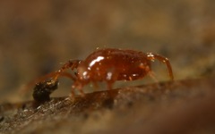 Pergamasus