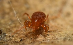 Pergamasus