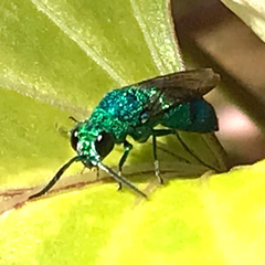Chrysis conica