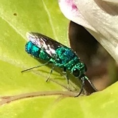 Chrysis conica