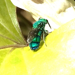 Chrysis conica