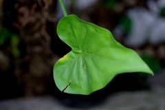 Alocasia cucullata