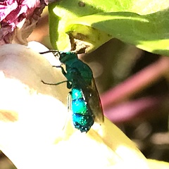 Chrysis conica