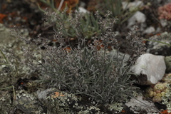 Eritrichium pulviniforme