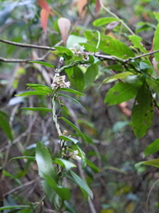 Leichhardtia suaveolens