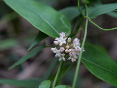 Leichhardtia suaveolens
