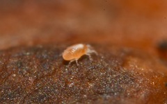 Tydeidae