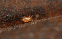 Tydeidae