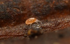Tydeidae