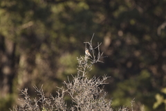 Spizella atrogularis