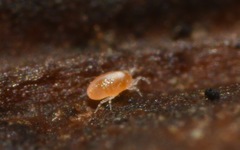 Tydeidae