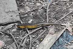 Eutropis multifasciata