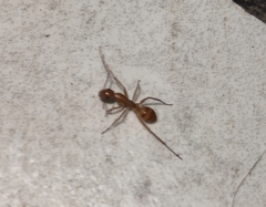 Camponotus