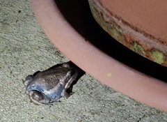 Limnodynastes dumerilii insularis