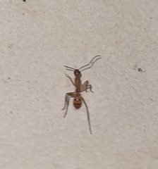 Camponotus