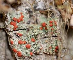 Ramboldia gowardiana