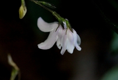 Codonacanthus pauciflorus