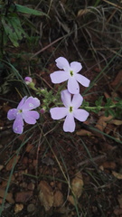 Jamesbrittenia grandiflora
