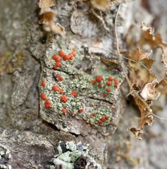 Ramboldia gowardiana