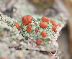 Ramboldia gowardiana