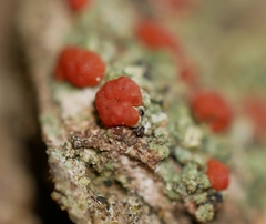 Ramboldia gowardiana