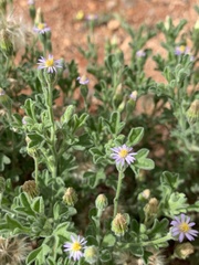 Vittadinia dissecta hirta