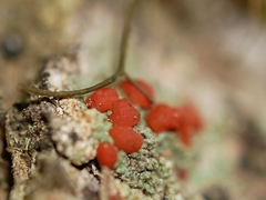 Ramboldia gowardiana