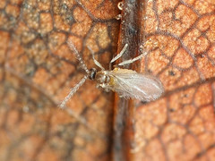 Peromyia