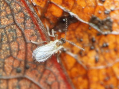 Peromyia