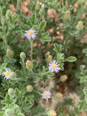 Vittadinia dissecta hirta