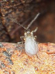Peromyia
