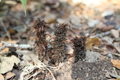 Aphyllon cooperi palmeri