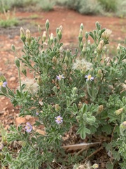 Vittadinia dissecta hirta