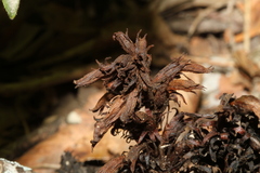 Aphyllon cooperi palmeri