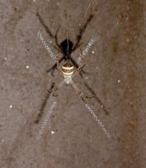 Argiope