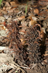 Aphyllon cooperi palmeri