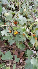 Ribes aureum gracillimum