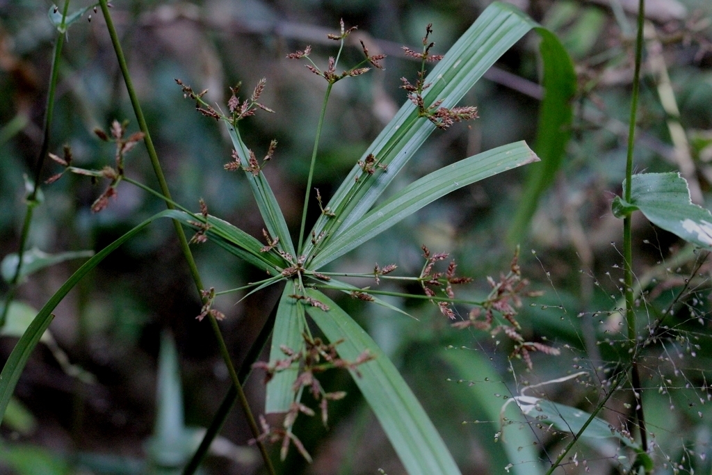 (c) Agnes Trekker, aucun droit réservé (CC0) https://www.inaturalist.org/observations/102176362