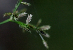 Cyperus diffusus