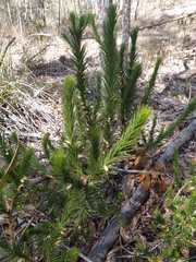 Melichrus adpressus
