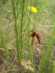 Montezumia ferruginea