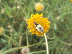 Athaumastus haematicus