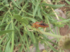 Athaumastus haematicus